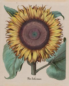 Große Sonnenblume (Flos Solis Maior), Tafel 1 aus Teil 5, B. Besler, Hortus Eystettensis, 1713